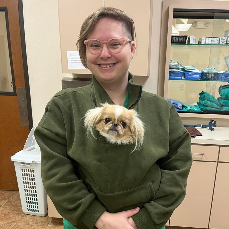 veterinary teams veterinary care